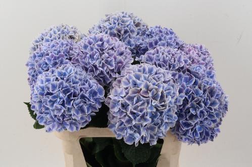 Hydrangea macrophylla 'Sunsation' (paars)