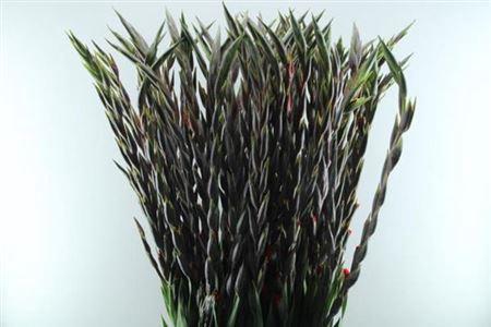 Gladiolus (Large-flowered Grp) 'Bunga'