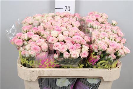 Rosa tros Creamy Twister