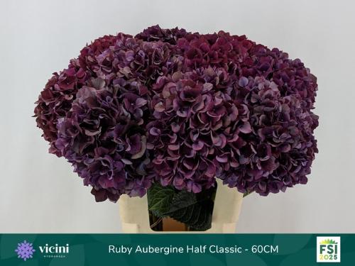 Hydrangea macrophylla Magical Rubyred (classic paars)