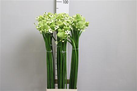 Ornithogalum saundersiae