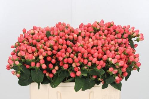 Hypericum x inodorum Magical Royal Princess