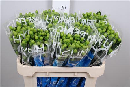 Hypericum Coco Bamboo