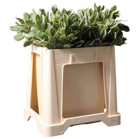 Pittosporum 'Ilan'