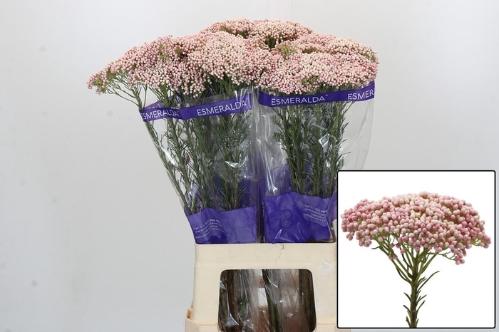 Ozothamnus 'Cooks Tall Pink'