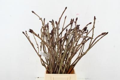 Kastanje-tak (Aesculus)