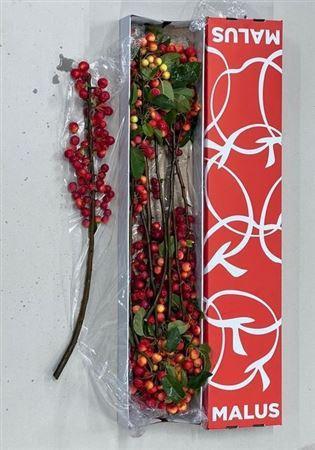 Siervruchten per tak Malus 'Red Sentinel'