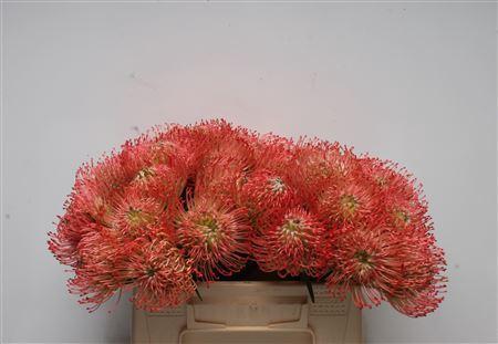 Leucospermum Ayoba Pink