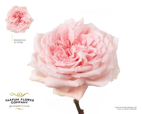 Rosa grootbloemig overig