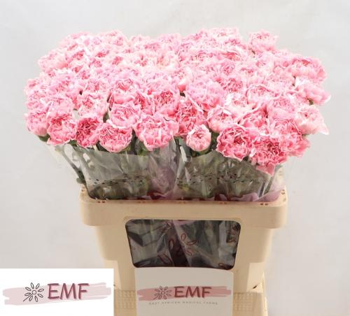 Dianthus standaard Julia