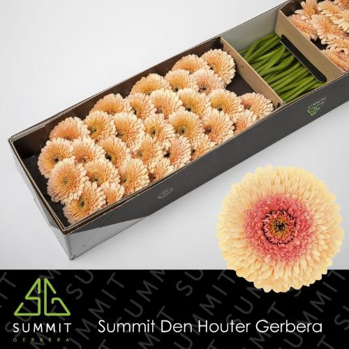 Gerbera mini bolvormig Bolero Tintin