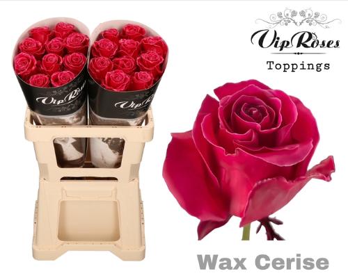 Rosa grootbloemig gewaxt H%