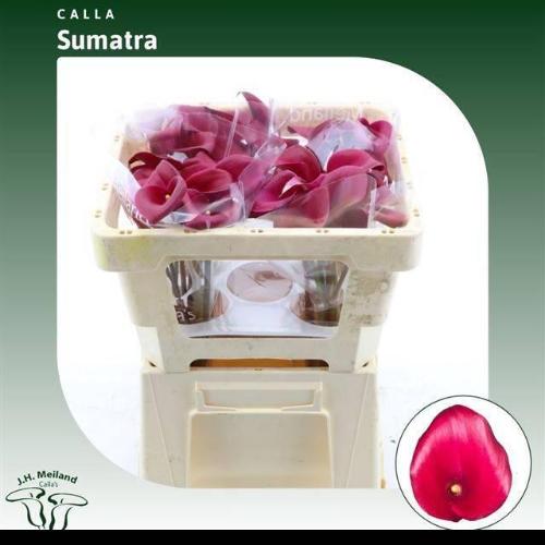 Zantedeschia 'Sumatra'