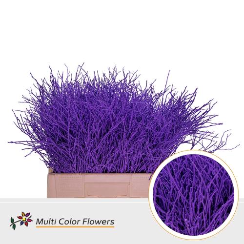 Vaccinium kleurbehandeld H%