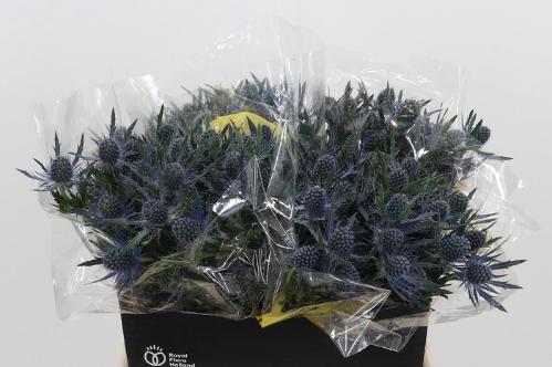 Eryngium Magical Blue Lagoon