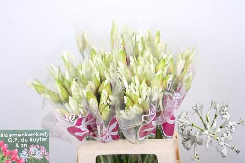 Nerine Bowdenii Grp 'Bianca Perla'