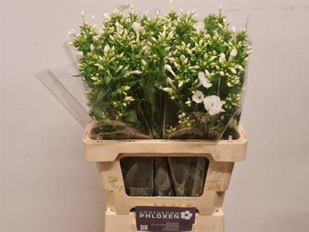 Phlox Paniculata Grp 'Danielle'