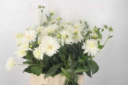 Dahlia 'Karma Maarten Zwaan'