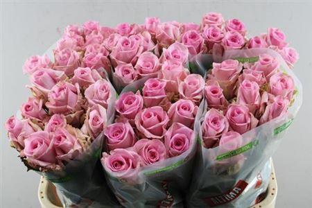 Rosa grootbloemig Jessika