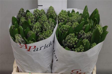 Hyacinthus orientalis 'Delft Blue'