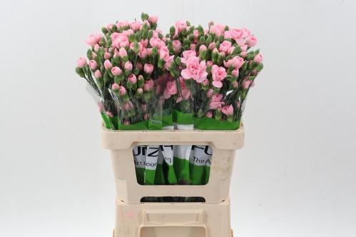 Dianthus tros overig