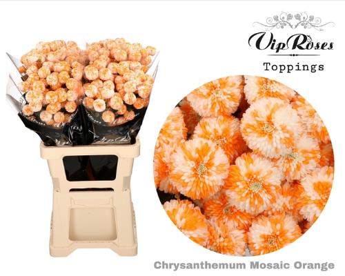 Chrysanthemum Indicum Grp tros kas kleurbehandeld H%