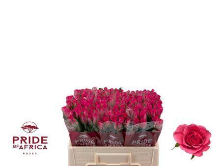 Rosa kleinbloemig Wild Calypso