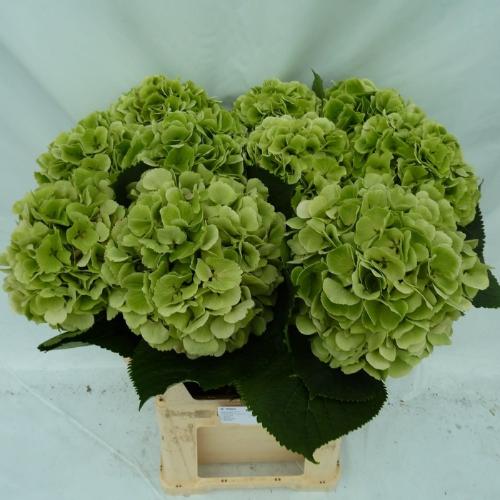 Hydrangea macrophylla 'Verena' (classic)