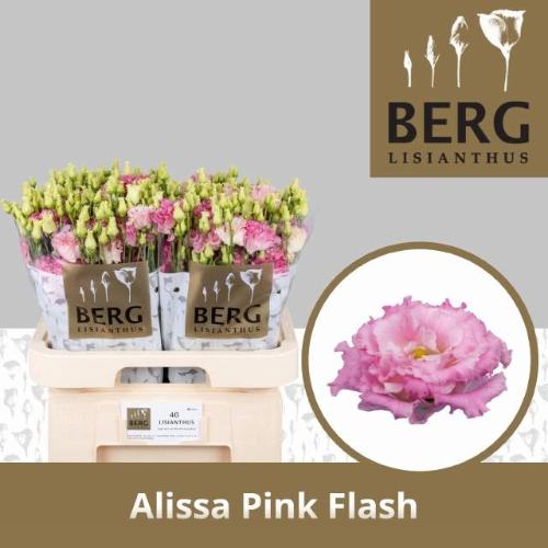 Eustoma russellianum gevuldbloemig 'Alissa Pink Flash'