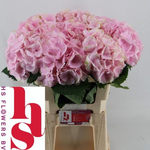 Hydrangea macrophylla 'Verena'