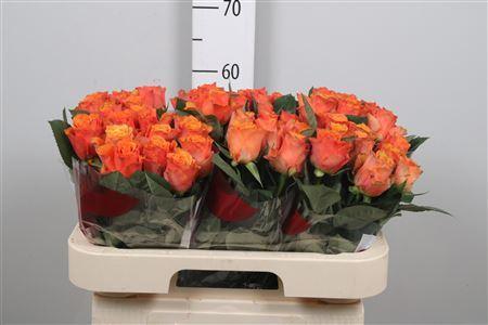 Rosa grootbloemig Arancio