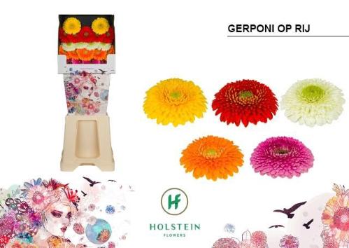 Gerbera Pomponi gemengd op rij 