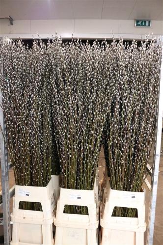 Salix Wilgenkatjes