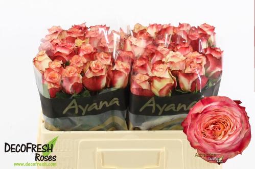 Rosa grootbloemig Attraction