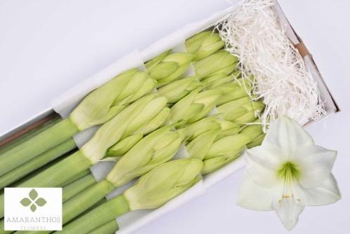 Hippeastrum Galaxy Grp 'Casablanca'