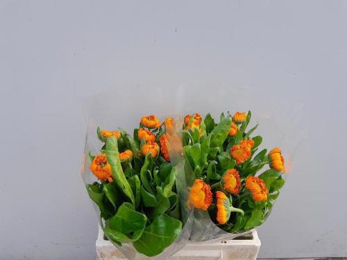 Calendula officinalis 'Green Spot Orange'