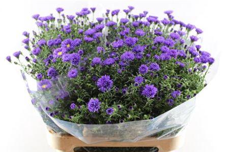 Aster Novi-belgii Grp 'Cecilia'