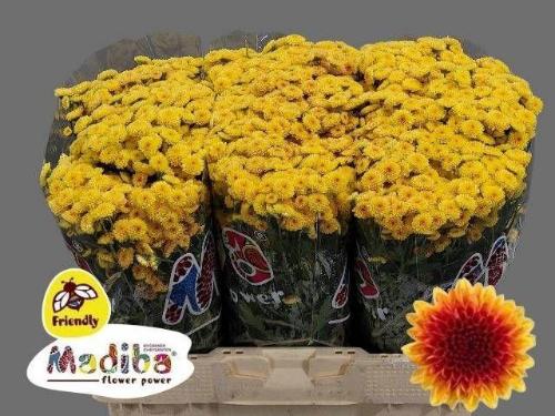 Chrysanthemum (Indicum Grp) tros santini) Madiba Tyolo Sunrise