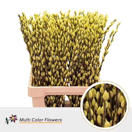 Salix caprea 'Snow Flake' kleurbehandeld H%