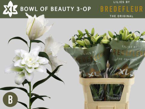 Lilium (Oriental Grp) dubbel 'Bowl of Beauty'