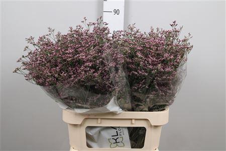 Limonium Piuma Pink Touch