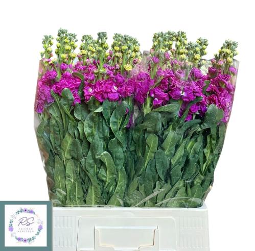 Matthiola incana 'Iron Rose Pink'