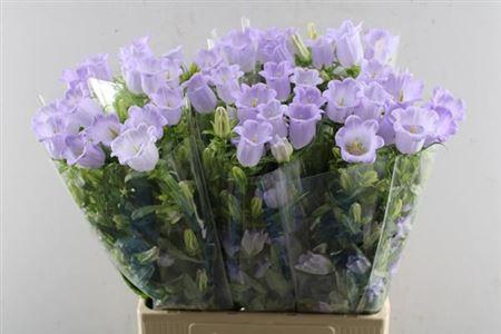 Campanula medium 'Champion Lavender'