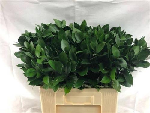 Ruscus hypophyllum (groot blad)