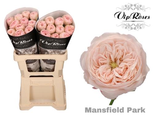 Rosa kleinbloemig Mansfield Park