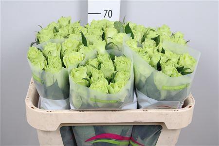 Rosa grootbloemig Camouflage!