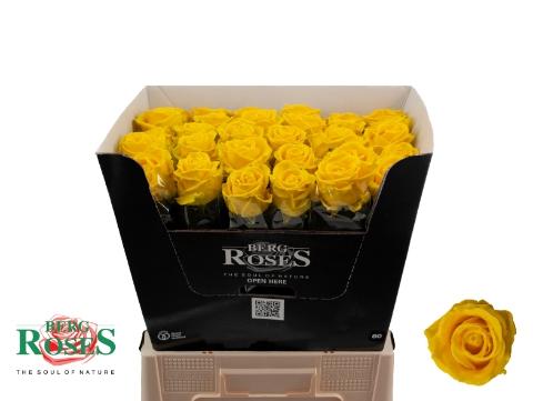 Rosa grootbloemig gewaxt H%