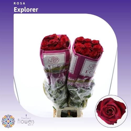 Rosa grootbloemig Explorer