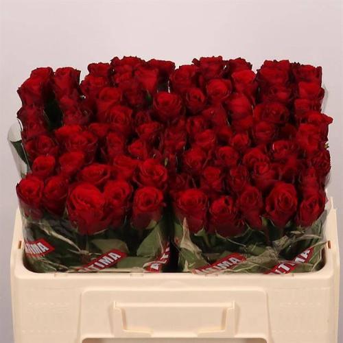 Rosa grootbloemig Upper Class