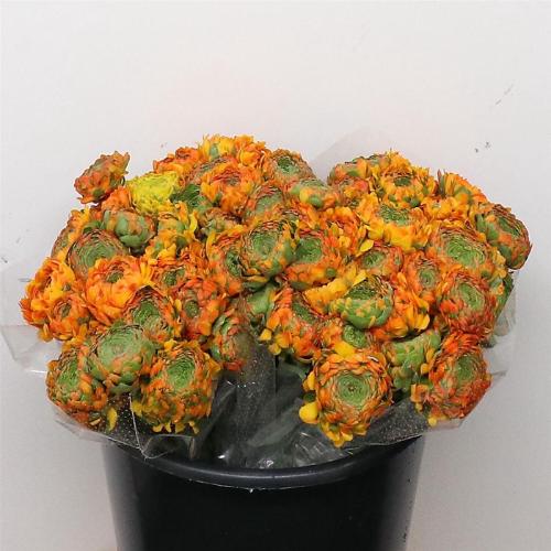 Ranunculus asiaticus Pon-Pon Merlino